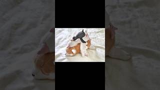 Adorable penguin tutorial Primitive toys pattern penguin corgi goose silly [upl. by Demmahom86]