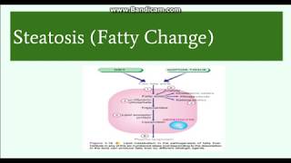 Fatty change Steatosis Etiology Pathogenesis and Morphology [upl. by Lancelle]