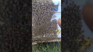 Varroa mite treatment using thermal heat [upl. by Eicaj327]