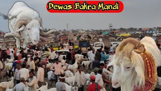 LIVE UPDATE DEWAS BAKRA MANDI  BIGGEST IN MALWA BAKRA MANDI 6 JUNE 2024 [upl. by Eibbed]