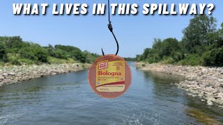 This Spillway Is Home To EVERY Freshwater Fish In Texas INSANE CATCH [upl. by Naenej629]