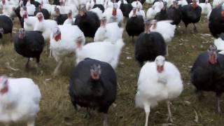 John Howe amp His Free Range Turkeys [upl. by Euk]