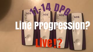 LIVE PREGNANCY TEST  1114 DPO Line Progression [upl. by Ahsuas]