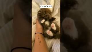 Cute Cats Funny Videos 11 [upl. by Eednyl]