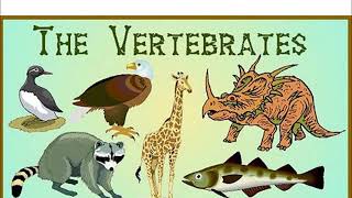 Year 3 The vertebrates song [upl. by Neiluj626]