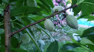 Growing Almond Trees [upl. by Kenric]