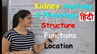 Kidney anatomy amp physiology in Hindi  Structure  Functions  Location [upl. by Esirehs282]