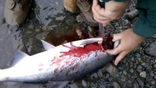 Bleeding Reds on the Kenai [upl. by Ahsita]