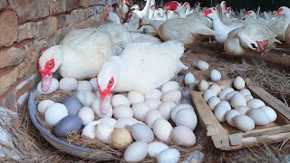 How to Candle Duck Eggs and Collect Muscovy Duck Eggs [upl. by Amarillas214]