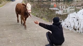 Most Emotional Animal Reunions With Their Loved Ones That Will Melt Your Heart ❤ [upl. by Nelyahs434]