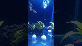 Neon Tetra amp Guppies fish fishlover aquarium ytshort heeriye viralshort [upl. by Audrey888]