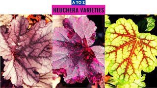 Heuchera Varieties A to Z [upl. by Waite115]