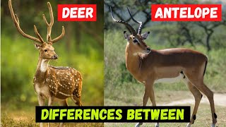 Whats The Differences Between Deer and Antelope  Comparison and Hidden Facts [upl. by Collayer]