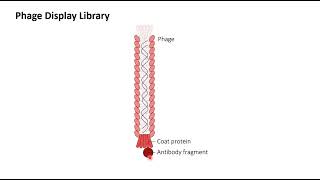 Phage Display Antibody library Learn how to plan the experimentPractical aspect [upl. by Ellehcsar]