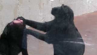 Black Crested Macaques Grooming Denver Zoo [upl. by Inoue]