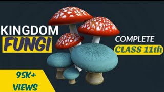 Fungi  Kingdom fungi class 11  Biological classification  Ncert  Be Educated [upl. by Draper]