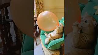 Samiti ka balloon fod Diya Billi ne [upl. by Nariko410]