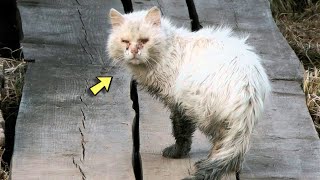 This Cat Was Looking For His Way Home For 6 YearsJust Look What Happened to Him on The Way Home [upl. by Homere]