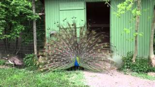 Doppelmayr Zoo 4 300416 Pfau [upl. by Naylor]