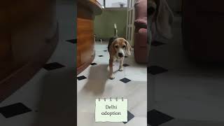 Beagle for adoption  Delhi adoptdontshop delhi [upl. by Matty]