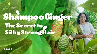 quotShampoo Ginger The Secret to Silky Strong Hairquot [upl. by Omle638]