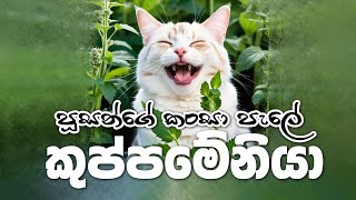 Acalypha indica  කුප්පමේනියා  Ruuso  රූසෝ RuusoOfficial [upl. by Oiril104]