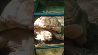 TORTOISE reptiles tortoise turtle trending [upl. by Malamut910]