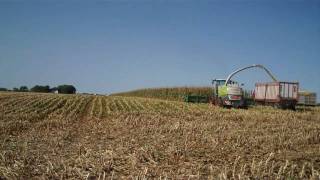 Claas® grinding earlage with 12row John Deere® head  Kooima Ag Adapter [upl. by Nealson]