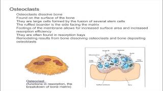 Osteoclasts [upl. by Azila221]