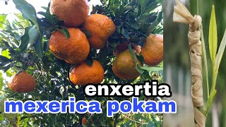 Mexerica ponkam apenas 11 meses para produzir enxertia fácil [upl. by Kancler]