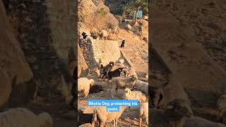 bhotia Dog protecting his goats dog bhotia Uttarakhand Wale [upl. by Cardon]