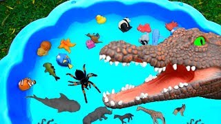 Lots of Zoo Wild Animals in Water For Children With Real Safari Videos [upl. by Notsruht635]