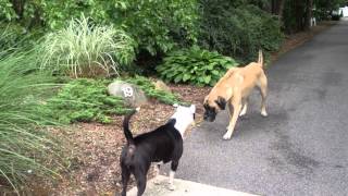 Pit bull vs Bull Mastiff [upl. by Redfield]