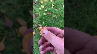 How to identify female ginkgo trees landscaper garden trees ginkgo fruits [upl. by Martyn]