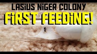 Lasius Niger Colony  First Feeding [upl. by Nagap]