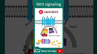 Wnt signaling pathway  1 minute cell bio [upl. by Chaffee]