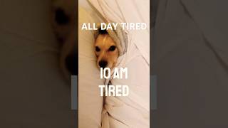 IM SO MOTHER TIRED ALL THE TIME tired funny humor nosexd dog shorts shortsvideo shortsfeed [upl. by Erapsag573]