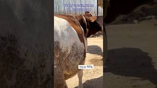 35 Litre Ayrshire cow for sale cows [upl. by Zehcnas]