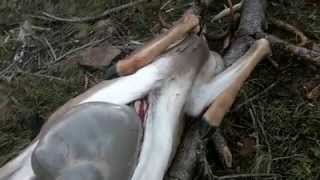 gutting whitetail buck [upl. by Nolyak615]