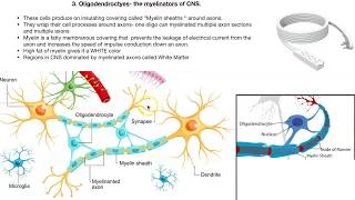 Neuroglia cells [upl. by Sevein]