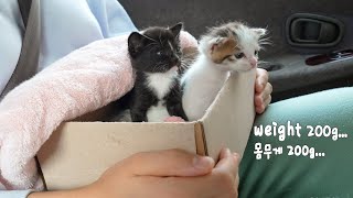 I Rescued Two Abandoned Kittens and Decided To Give Them My Home [upl. by Gretchen]