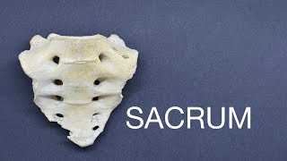 SACRUM [upl. by Nevak]