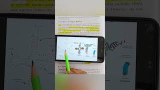 tRNA the adapter molecule for translation shorts education biology ncert cbse neet youtube [upl. by Boffa213]