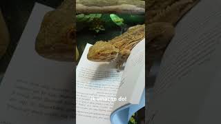 house fire beardeddragon leapordgecko lizard [upl. by Joelie]