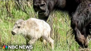 Celebration of rare white bison birth in Yellowstone comes with a warning [upl. by Alram]