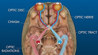 eye to brain connection visual pathway [upl. by Lavena234]