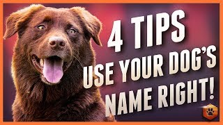 Dog Ignoring You These 4 Dog Name Strategies Will Help [upl. by Adorne]