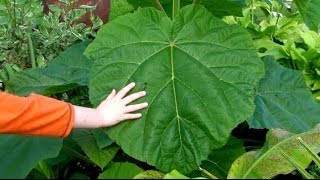 Pruning The Paulownia For Monster Jungle Leaves [upl. by Irrak]