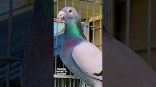 Belgium Pigeon Race  Short Distance [upl. by Nnaytsirk]