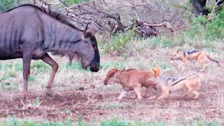 Battle Between Jackals amp Wildebeest Mother over Baby [upl. by Oneg]